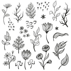 Vector collection of hand drawn floral elements.