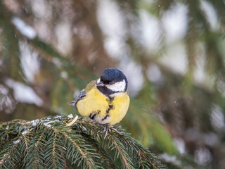 Cute bird Great tit, songbird sitting on the fir branch with snow in winter