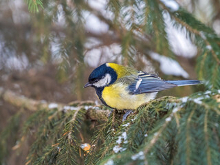 Cute bird Great tit, songbird sitting on the fir branch with snow in winter