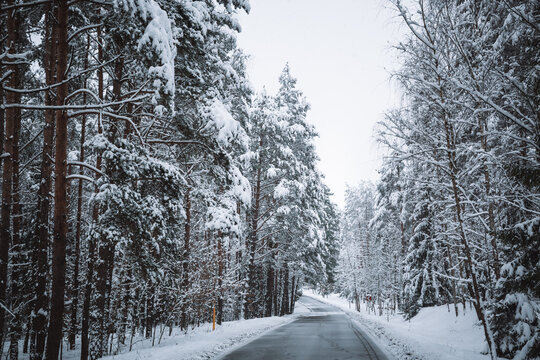Empty road in snowy winter forest. Tall fir trees landscape. Picturesque view of snow-capped spruces on frosty day. Photo wallpaper. Fabulous nature image. Happy New Year. Beauty of earth. Horizontal.