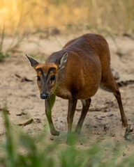 barking deer or muntjac or Indian muntjac or red muntjac or Muntiacus muntjak portrait an antler during outdoor jungle wildlife safari at forest of central india