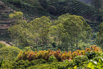 Coffee plantation in the Orosi Valley, Central Valley, Costa Rica 