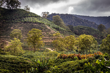 Fototapeta na wymiar Coffee plantation in the Orosi Valley, Central Valley, Costa Rica 