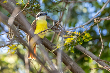 Tyrant quiquivi (pitangus-sulphuratus) perched on a branch, Alajuela, Costa Rica