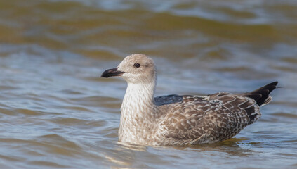 The European herring gull (Larus argentatus) 