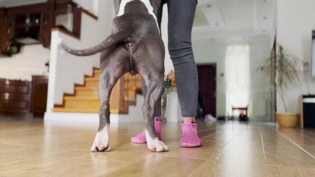 Back view dog standing on hind legs wagging tail rejoicing owner coming home. Purebred happy American Staffordshire Terrier meeting unrecognizable young woman indoors in living room
