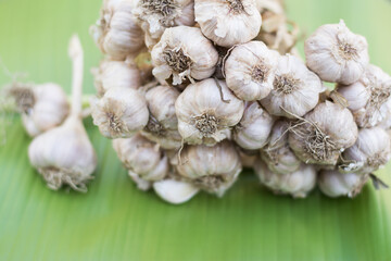 Garlic cloves and bulb in cloth vintage.
Garlic cloves on rustic table in wooden bowl. Fresh peeled garlic and bulbs.