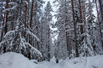 snow covered trees