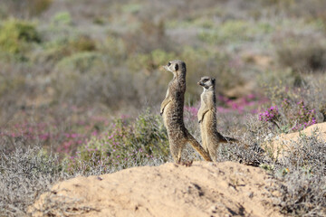 two meerkat overlooking the spring karoo landscape in the early morning from a sandridge