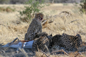 group of cheetah in the shade of a tree eating a springbok
