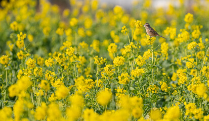 菜の花にとまる鳥
