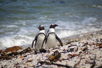 Obraz premium two penguins on a stony beach
