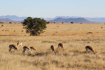 Fototapeta na wymiar springbok grazing the countyside 