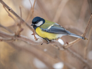Cute bird Great tit, songbird sitting on a branch without leaves in the autumn or winter.