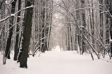 snow-covered trees in the park after a snowfall - in snow and frost