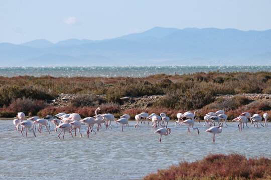 Group of flamingos (Phoenicopterus roseus) in the water at sunset in the laguna de la tancada, delta del ebro natural park, Tarragona, Catalonia