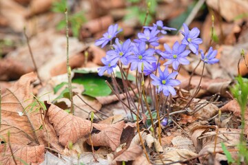 Beautiful spring flowers in the morning light. Anemone hepatica (common hepatica, liverwort, kidneywort, pennywort)