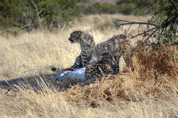 family of cheetah with a dead springbok in the shade of a tree