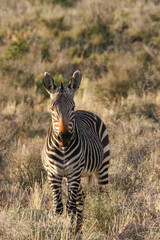 portrait of a mountain zebra