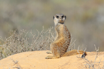 Fototapeta premium portrait of a sitting meerkat side view