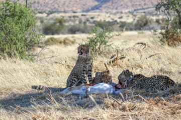 family of cheetah eating a springbok kill under a tree - obrazy, fototapety, plakaty