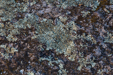 Natural texture of a rock covered with lichen. Lichen patterns on a rock surface. Natural abstract background. Closeup view