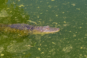 An alligator, Alligator mississipiensis, in water
