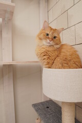 キャットタワーで遊ぶ猫（マンチカン）