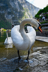Hallstatt Juni 2021