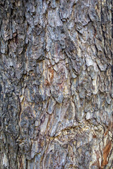 Pattern of old tree trunks, bark mixed with gray and brown, Close up texture of aged trees. natural...