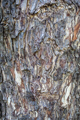 Pattern of tree trunks, bark mixed with gray and brown, Close up texture of aged trees. natural background and wallpaper.