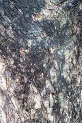 Pattern of mossy tree trunks covering the texture of an older tree. nature backgrounds and wallpaper.