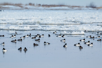 A view of the common goldeney on the Vistula river in winter. Poland.