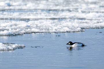Fototapeta premium A view of the common goldeney on the Vistula river in winter. Poland.