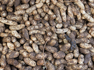 full frame from local Indonesian peanuts