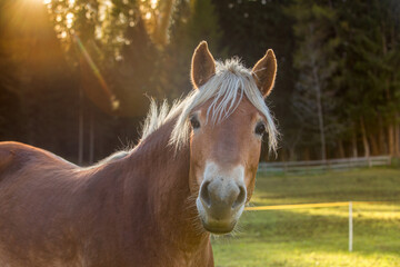 Horse close-up in the sunlight. Portrait of a mare. A beautiful brown horse with white bangs and mane. Summer landscape. Free grazing.