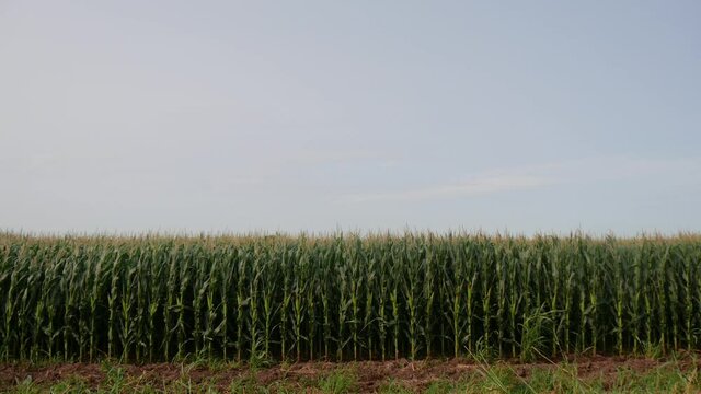 Rows Of Maize Growing In The Field