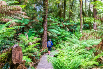 Male hiker standing on boardwalk stretching through lush green forest
