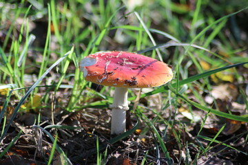 Fly Agaric or Amanita muscaria during autumn season at gouwebos forest in Waddinxveen