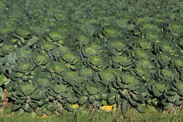 Fields with plants full of brussels sprouts in South Holland