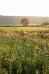 field