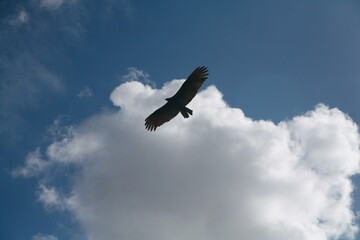 Vogel