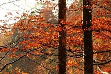 Herbstlandschaft