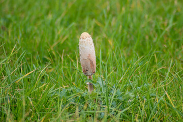 Mushroom named shaggy inkcap during autumn season in the grass