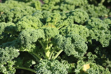 Green kale in a garden kitchen ready to be harvested