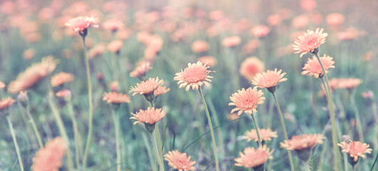 Summer nature landscape in pastel colors. Panorama view with wild flowers dandelion in the meadow.