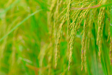 Fototapeta na wymiar Selective focus on ear of rice. Green paddy field. Rice plantation. Organic rice farm in Asia. Rice price in the world market concept. Beautiful nature of farm land. Paddy field. Plant cultivation.