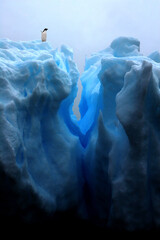 Antarctica , Eis, Pinguin, Adelie, Blau