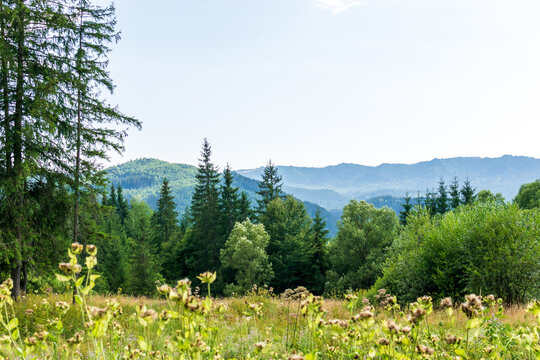 A fir forest landscape from the Fairies Garden, Borsec, Romania
