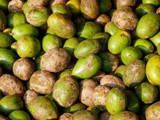Fresh Ambarella fruit on display for sale in the local Indonesian market